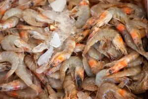budidaya-udang